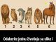 Odaberite jednu životinju sa slike i otkrijte šta drugi misle kad se spomene vaše ime Odaberite jednu životinju sa slike i otkrijte šta drugi misle kad se spomene vaše ime - featured image