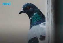 Ptice kraj kuće, na prozoru ili u sobi: šta narodna predanja kažu o tim znakovima Ptice kraj kuće, na prozoru ili u sobi: šta narodna predanja kažu o tim znakovima - featured image