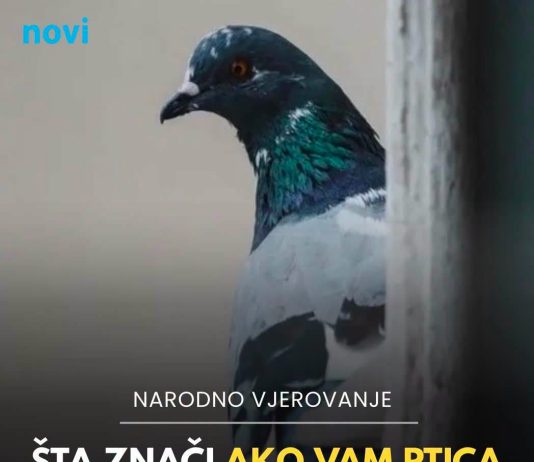 Ptice kraj kuće, na prozoru ili u sobi: šta narodna predanja kažu o tim znakovima Ptice kraj kuće, na prozoru ili u sobi: šta narodna predanja kažu o tim znakovima - featured image