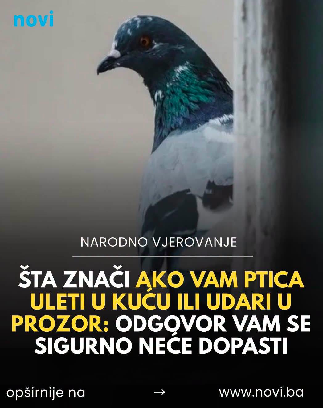 Ptice kraj kuće, na prozoru ili u sobi: šta narodna predanja kažu o tim znakovima - featured image