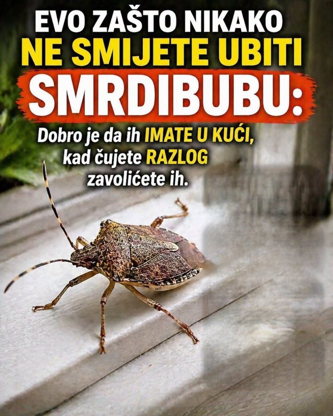 EVO ZAŠTO NIKAKO NE SMIJETE UBITI SMRDIBUBU: Dobro je da ih IMATE U KUĆI, kad čujete RAZLOG zavolićete ih - featured image