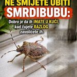 EVO ZAŠTO NIKAKO NE SMIJETE UBITI SMRDIBUBU: Dobro je da ih IMATE U KUĆI, kad čujete RAZLOG zavolićete ih EVO ZAŠTO NIKAKO NE SMIJETE UBITI SMRDIBUBU: Dobro je da ih IMATE U KUĆI, kad čujete RAZLOG zavolićete ih - featured image
