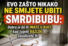 EVO ZAŠTO NIKAKO NE SMIJETE UBITI SMRDIBUBU: Dobro je da ih IMATE U KUĆI, kad čujete RAZLOG zavolićete ih EVO ZAŠTO NIKAKO NE SMIJETE UBITI SMRDIBUBU: Dobro je da ih IMATE U KUĆI, kad čujete RAZLOG zavolićete ih - featured image