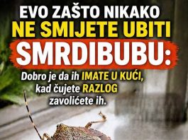 EVO ZAŠTO NIKAKO NE SMIJETE UBITI SMRDIBUBU: Dobro je da ih IMATE U KUĆI, kad čujete RAZLOG zavolićete ih EVO ZAŠTO NIKAKO NE SMIJETE UBITI SMRDIBUBU: Dobro je da ih IMATE U KUĆI, kad čujete RAZLOG zavolićete ih - featured image