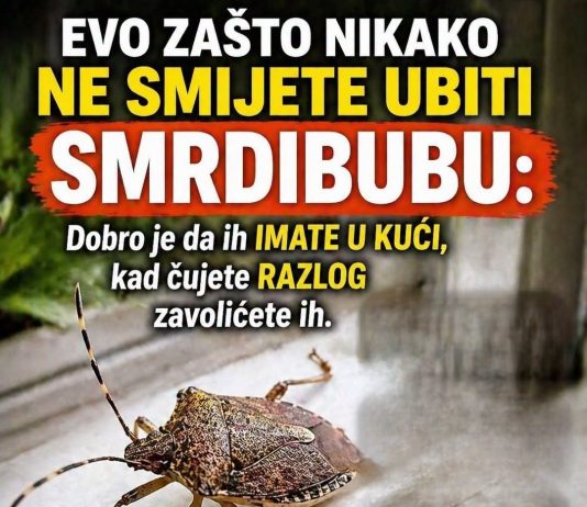 EVO ZAŠTO NIKAKO NE SMIJETE UBITI SMRDIBUBU: Dobro je da ih IMATE U KUĆI, kad čujete RAZLOG zavolićete ih EVO ZAŠTO NIKAKO NE SMIJETE UBITI SMRDIBUBU: Dobro je da ih IMATE U KUĆI, kad čujete RAZLOG zavolićete ih - featured image