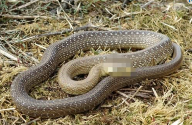 Šta znači sanjati zmiju: Evo kada je to dobar znak, a kada loš - featured image Šta znači sanjati zmiju: Evo kada je to dobar znak, a kada loš - featured image