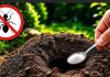 Mravi su preuzeli vaš vrt i ne staju! Evo rješenja koje ih uklanja zauvijek! Mravi su preuzeli vaš vrt i ne staju! Evo rješenja koje ih uklanja zauvijek! - featured image