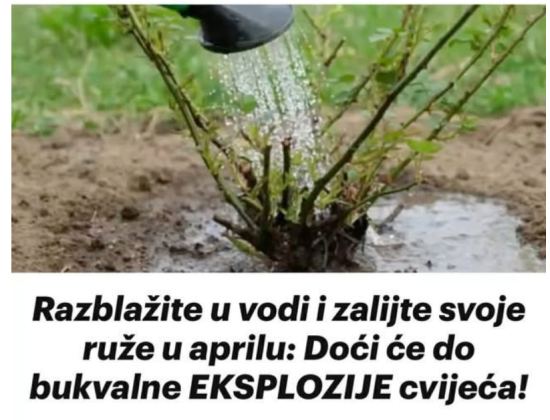 RAZBLAŽlTE U V0Dl l ZALlJTE RUŽE U APRlLU: Doći će do bukvalne EKSPL0ZIJE cvijeća! - featured image