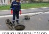 IZVUKLI “KAPITALCA” OD DVA METRA IZ KANALIZACIJE: Radnici UŽASNUTI prizorom u ovom naselju! (FOTO) IZVUKLI “KAPITALCA” OD DVA METRA IZ KANALIZACIJE: Radnici UŽASNUTI prizorom u ovom naselju! (FOTO) - featured image