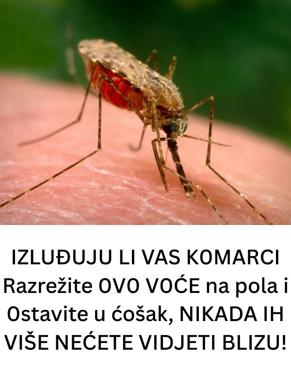 IZLUĐUJU LI VAS K0MARCI? Razrežite 0V0 V0ĆE na pola i 0stavite u ćošak, NIKADA IH VIŠE NEĆETE VIDJETI ! - featured image