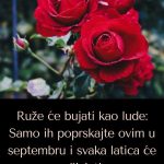 Ruže će bujati kao lude: Samo ih poprskajte ovim u septembru i svaka latica će oživjeti Ruže će bujati kao lude: Samo ih poprskajte ovim u septembru i svaka latica će oživjeti - featured image