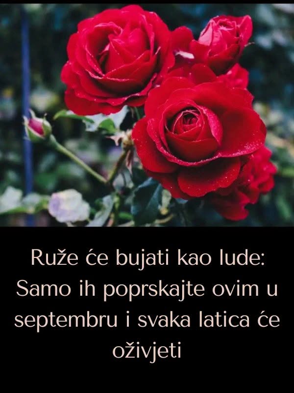 Ruže će bujati kao lude: Samo ih poprskajte ovim u septembru i svaka latica će oživjeti - featured image Ruže će bujati kao lude: Samo ih poprskajte ovim u septembru i svaka latica će oživjeti - featured image