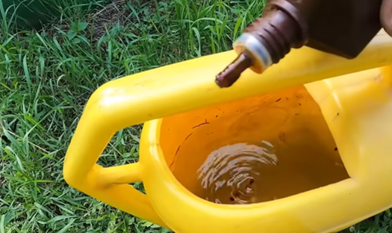 Samo NEKOLIKO kapi ubija plamenjaču paradajza: Više cvjeta, plodovi brže sazrijevaju - featured image Samo NEKOLIKO kapi ubija plamenjaču paradajza: Više cvjeta, plodovi brže sazrijevaju - featured image