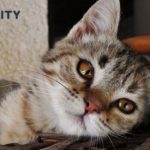 Mačka je pravi lek za čoveka: 7 bolesti koje samo ona može da izleči! Mačka je pravi lek za čoveka: 7 bolesti koje samo ona može da izleči! - featured image