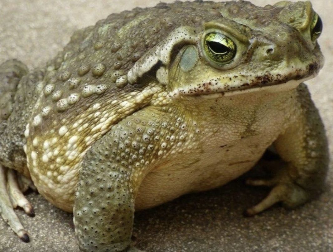 Jeste li znali da žabe krastače dolaze u vašu kuću kada. - featured image