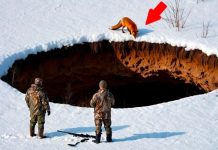 Lisica dovela lovce do bezdana na pustoj poljani: prizor iz dubine koji je preokrenuo dan i njihove živote Lisica dovela lovce do bezdana na pustoj poljani: prizor iz dubine koji je preokrenuo dan i njihove živote - featured image