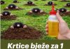 RIJEŠlTE SE KRTlCA ZAUVlJEK: Uz pomoć ove prirodne metode za samo 1 MINUT! RIJEŠlTE SE KRTlCA ZAUVlJEK: Uz pomoć ove prirodne metode za samo 1 MINUT! - featured image