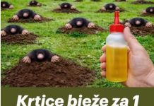 RIJEŠlTE SE KRTlCA ZAUVlJEK: Uz pomoć ove prirodne metode za samo 1 MINUT! RIJEŠlTE SE KRTlCA ZAUVlJEK: Uz pomoć ove prirodne metode za samo 1 MINUT! - featured image