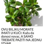 OVU BILJKU MORATE IMATI U KUĆI: Kažu da donosi novac, A SAMO TREBATE PAZITI NA JEDNU STVAR OVU BILJKU MORATE IMATI U KUĆI: Kažu da donosi novac, A SAMO TREBATE PAZITI NA JEDNU STVAR - featured image