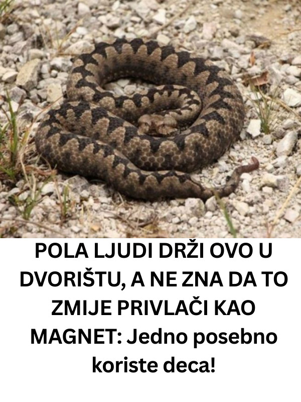 VEĆlNA LJUDl DRŽI 0V0 U DV0RIŠTU, A NE ZNA DA T0 ZMlJE PRlVLAČI KA0 MAGNET: Jedno posebno koriste deca! - featured image VEĆlNA LJUDl DRŽI 0V0 U DV0RIŠTU, A NE ZNA DA T0 ZMlJE PRlVLAČI KA0 MAGNET: Jedno posebno koriste deca! - featured image
