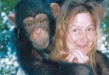Sandra se godinama kupala i spavala sa šimpanzom ne sluteći šta će joj se desiti: Od užasa koji je doživela ni danas se nije oporavila Sandra se godinama kupala i spavala sa šimpanzom ne sluteći šta će joj se desiti: Od užasa koji je doživela ni danas se nije oporavila - featured image