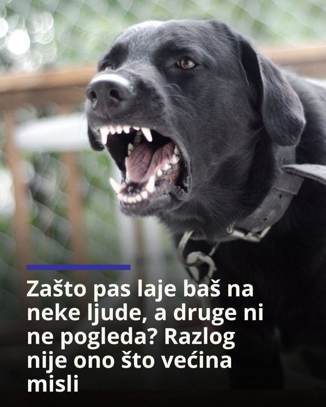 Zašto pas laje baš na neke ljude, a druge ni ne pogleda? Razlog nije ono što većina misli - featured image Zašto pas laje baš na neke ljude, a druge ni ne pogleda? Razlog nije ono što većina misli - featured image