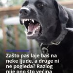 Zašto pas laje baš na neke ljude, a druge ni ne pogleda? Razlog nije ono što većina misli Zašto pas laje baš na neke ljude, a druge ni ne pogleda? Razlog nije ono što većina misli - featured image
